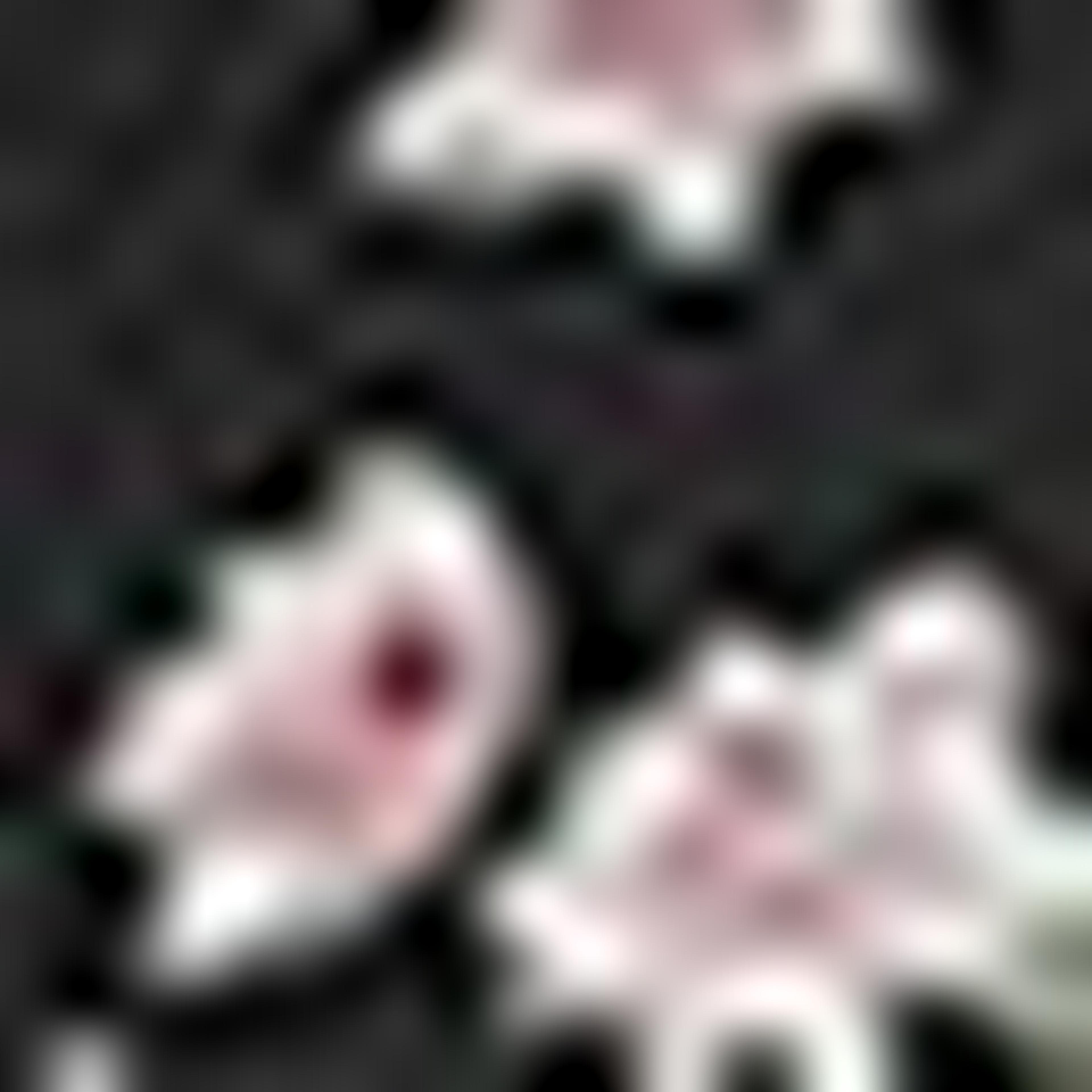 وشاح رأس بطبعة